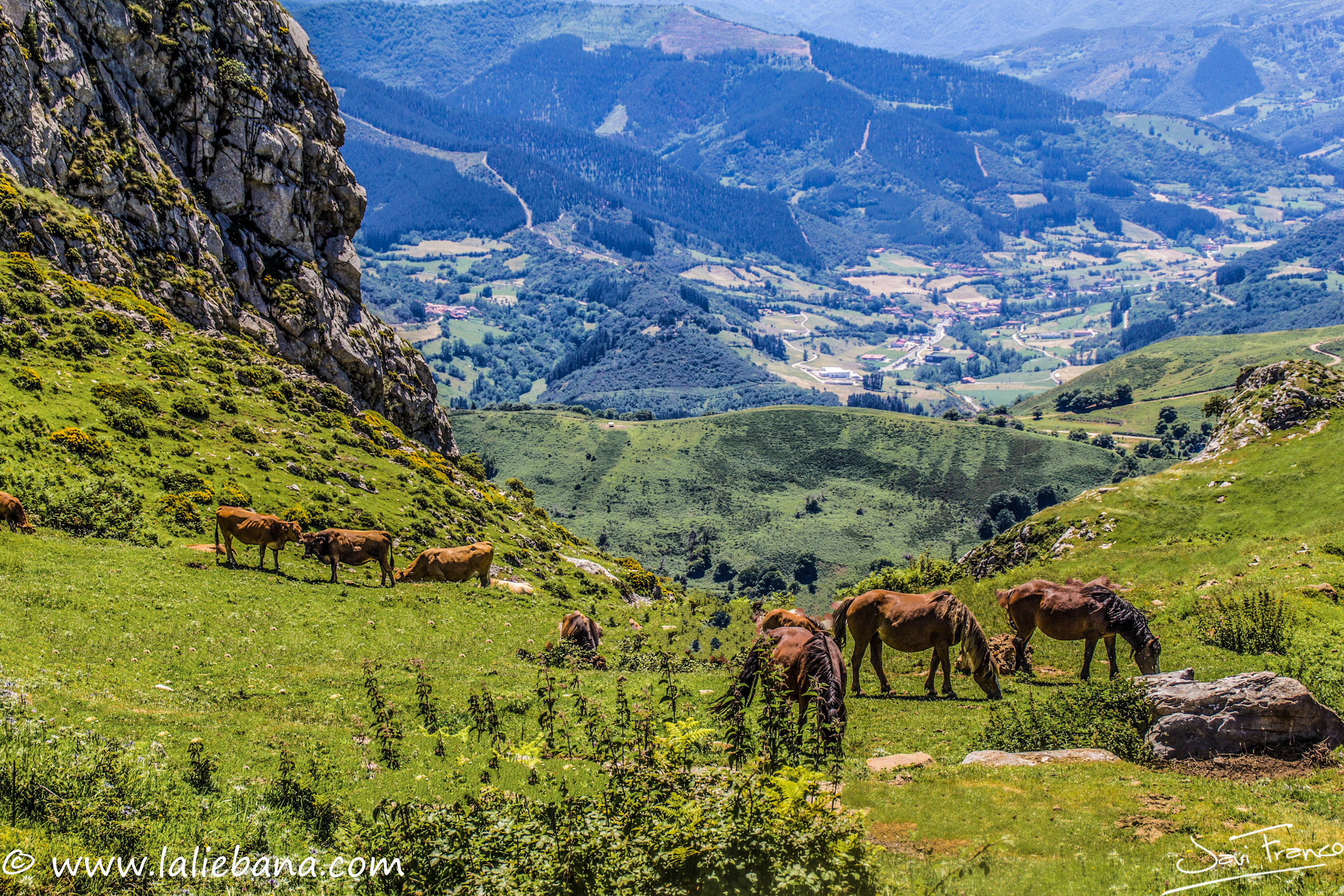 COLLAO PELEA