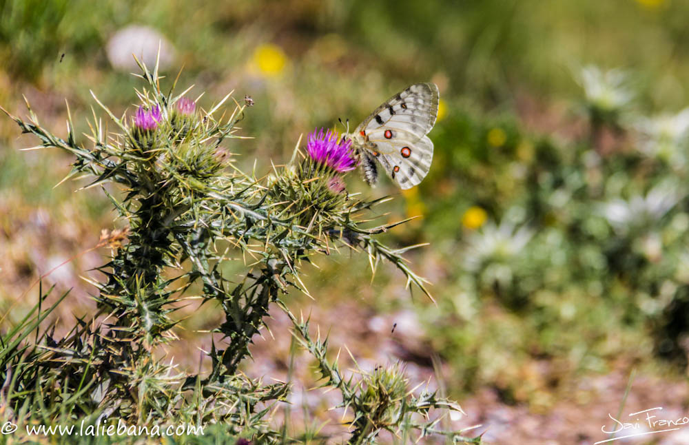 MARIPOSAS EN LOS PICOS DE EUROPA