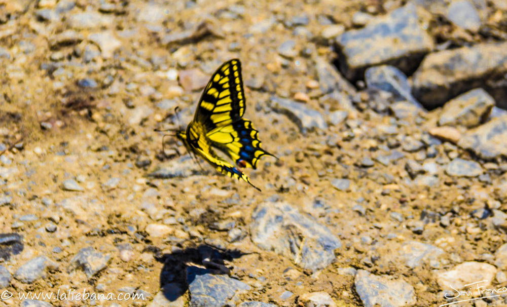 MARIPOSAS EN LOS PICOS DE EUROPA