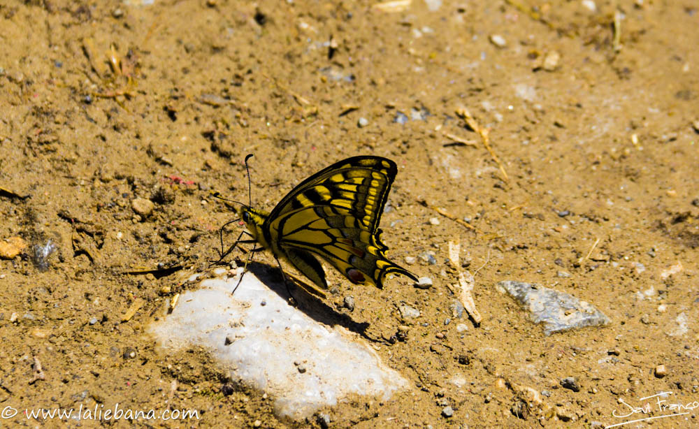 MARIPOSAS EN LOS PICOS DE EUROPA