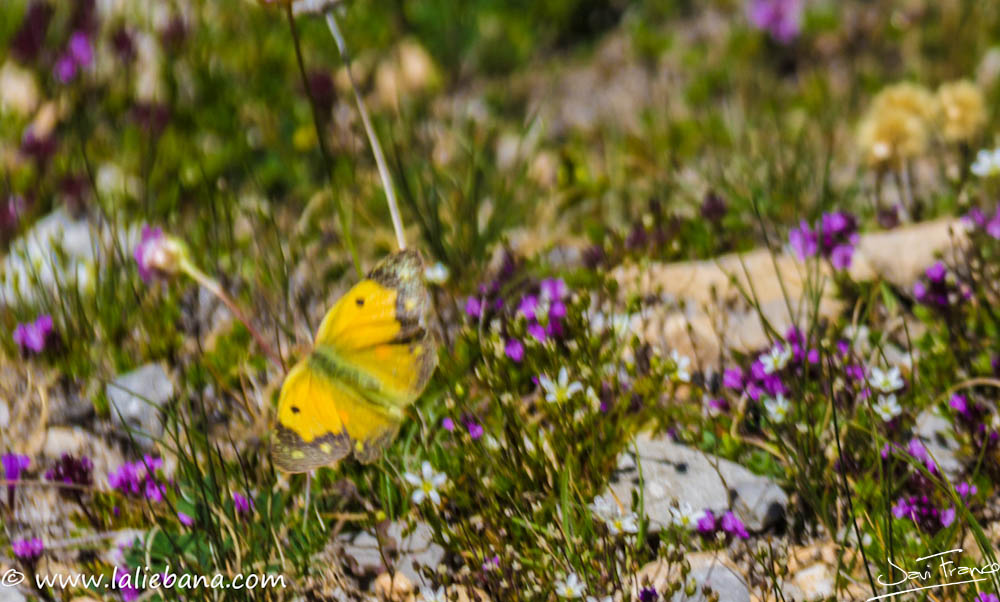 MARIPOSAS EN LOS PICOS DE EUROPA
