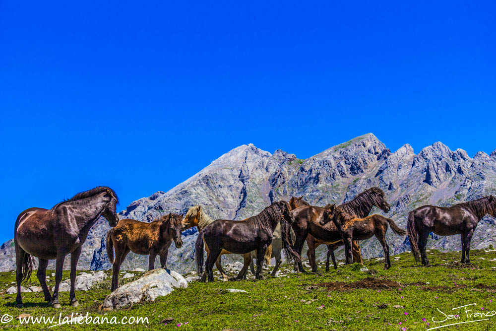 PICOS DE EUROPA