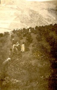 LA VENDIMIA EN LIÉBANA
