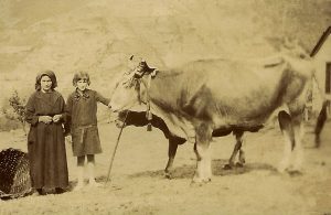 LA VENDIMIA EN LIÉBANA