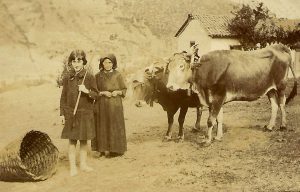 LA VENDIMIA EN LIÉBANA
