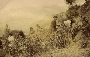 LA VENDIMIA EN LIÉBANA