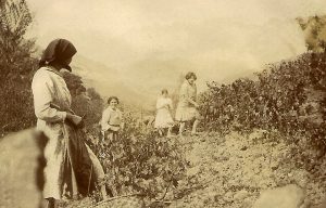 LA VENDIMIA EN LIÉBANA