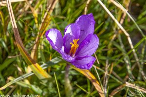 FLORES PICOS-2
