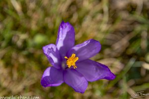 FLORES PICOS-8835-2