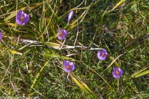 FLORES PICOS-8852-2