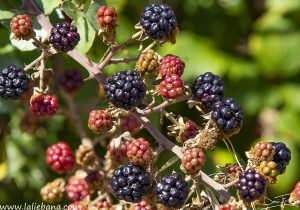 ES TIEMPO DE MORAS