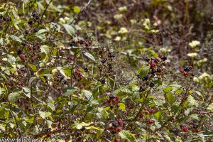ES TIEMPO DE MORAS