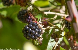 ES TIEMPO DE MORAS