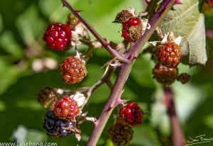 ES TIEMPO DE MORAS