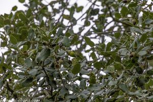 BELLOTAS EN LIEBANA