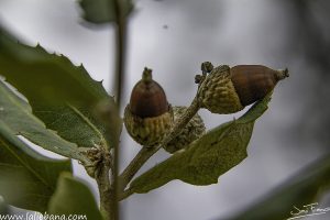 BELLOTAS EN LIEBANA