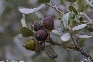 BELLOTAS EN LIEBANA