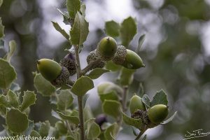 BELLOTAS EN LIEBANA