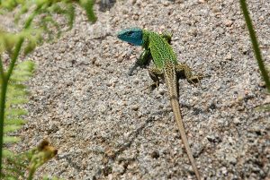 LAGARTO VERDINEGRO