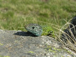 Lacerta_schreiberi