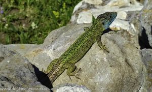 LAGARTO VERDINEGRO